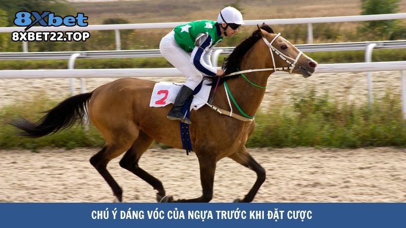 Chú ý vóc dáng của ngựa trước khi đặt cược